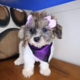 Bliss Shihpoo 02