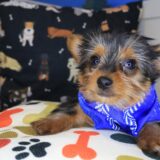 Bloom Yorkshire Terrier 01