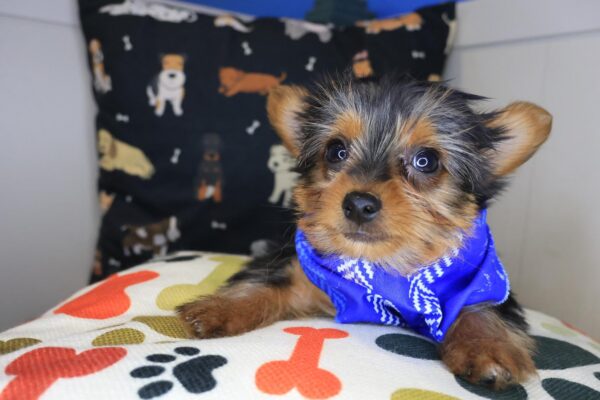 Bloom Yorkshire Terrier 01