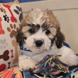 Bramble Teddy bear 01