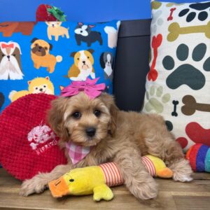 Britney Cavapoo 01 Britney Cavapoo 01