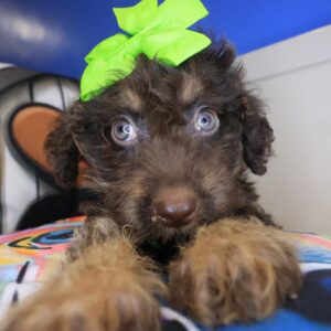 Bronte Labradoodle 01 Bronte Labradoodle 01