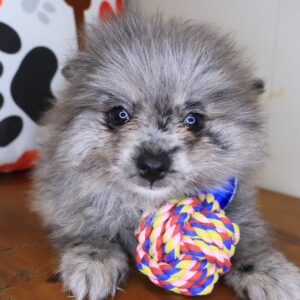 Bub Pomeranian 01