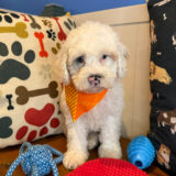 Bun Cockapoo 02