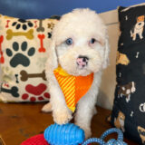 Bun Cockapoo 03