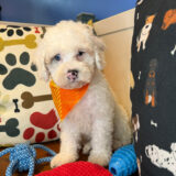 Bun Cockapoo 04