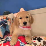 Candy Golden Retriever 03