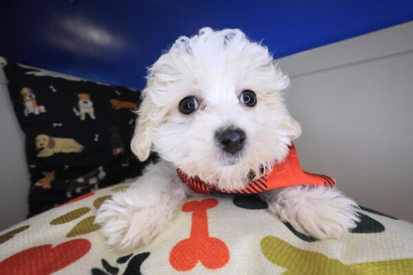 Canelo Maltese 01