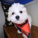 Canelo Maltese 04