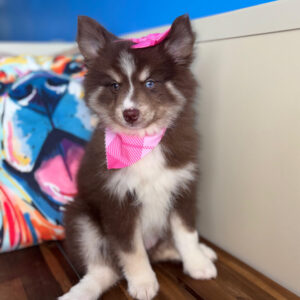 Carly Pomsky 01 Carly Pomsky 01