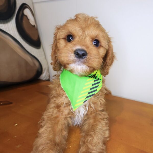 Cesar Cavapoo 01
