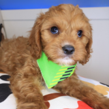 Cesar Cavapoo 02