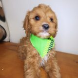 Cesar Cavapoo 03