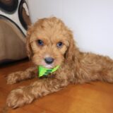 Cesar Cavapoo 04