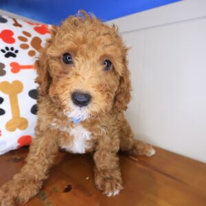 Chester Poodle 01 Chester Poodle 01