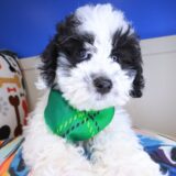 Chopper Maltipoo 01