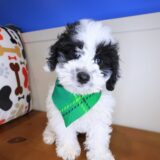Chopper Maltipoo 02