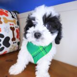 Chopper Maltipoo 03