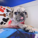 Cleo Pug 01