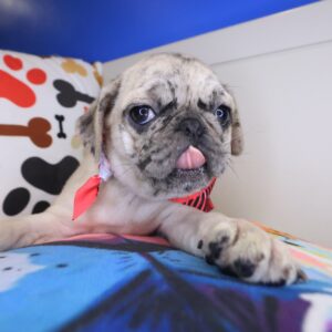 Cleo Pug 01 Cleo Pug 01