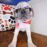 Cleo Pug 02