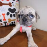 Cleo Pug 03