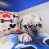 Cleo Pug 04