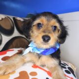Cocoa Yorkiepoo 01
