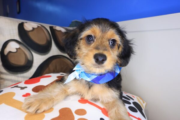 Cocoa Yorkiepoo 01