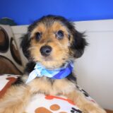 Cocoa Yorkiepoo 02
