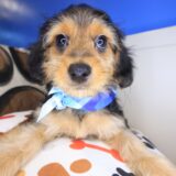 Cocoa Yorkiepoo 03