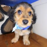 Cocoa Yorkiepoo 04