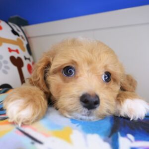 Cohen Maltipoo 01 Cohen Maltipoo 01