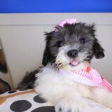 Comity Havanese 01