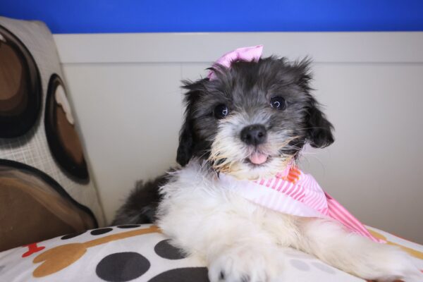 Comity Havanese 01