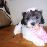 Comity Havanese 03