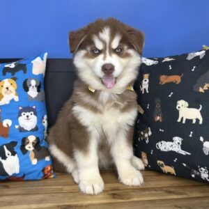 Coraline Siberian Husky 01 Coraline Siberian Husky 01