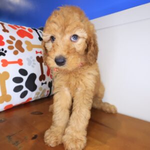 Crystal Goldendoodle 01