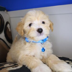 Dante Maltipoo 01 Dante Maltipoo 01