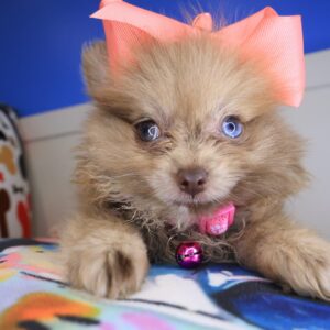 Dario Pomeranian 01