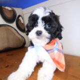 Dawn Shihpoo 04