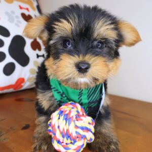 Dean Yorkshire Terrier 01