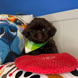Dozer Shih Tzu 01 Dozer Shih Tzu 01
