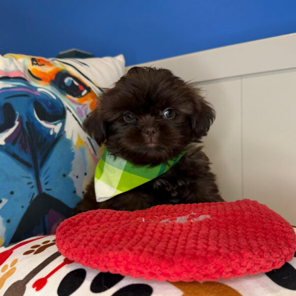 Dozer Shih Tzu 01