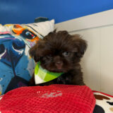 Dozer Shih Tzu 03