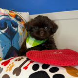 Dozer Shih Tzu 04