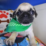 Drago Pug 01