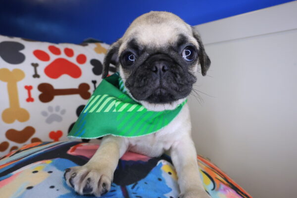 Drago Pug 01