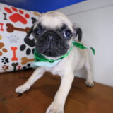 Drago Pug 02
