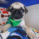 Drago Pug 03